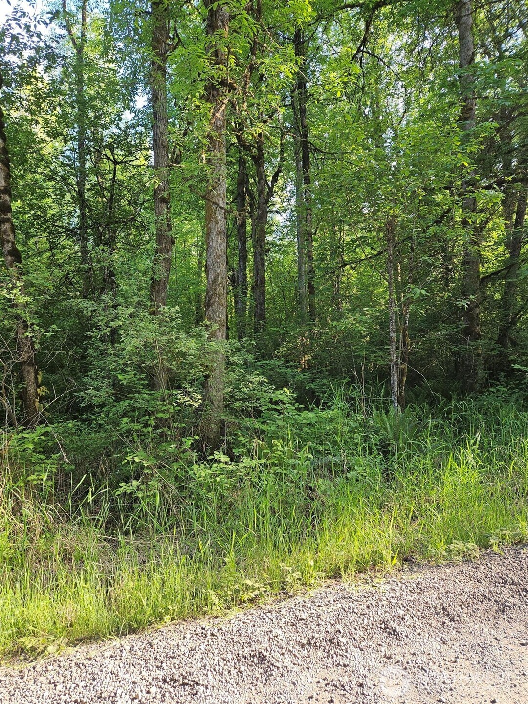 5033 Polehn Road Southwest Rochester, WA 98579 - Photo 6 of 15 a view of outdoor space and green space