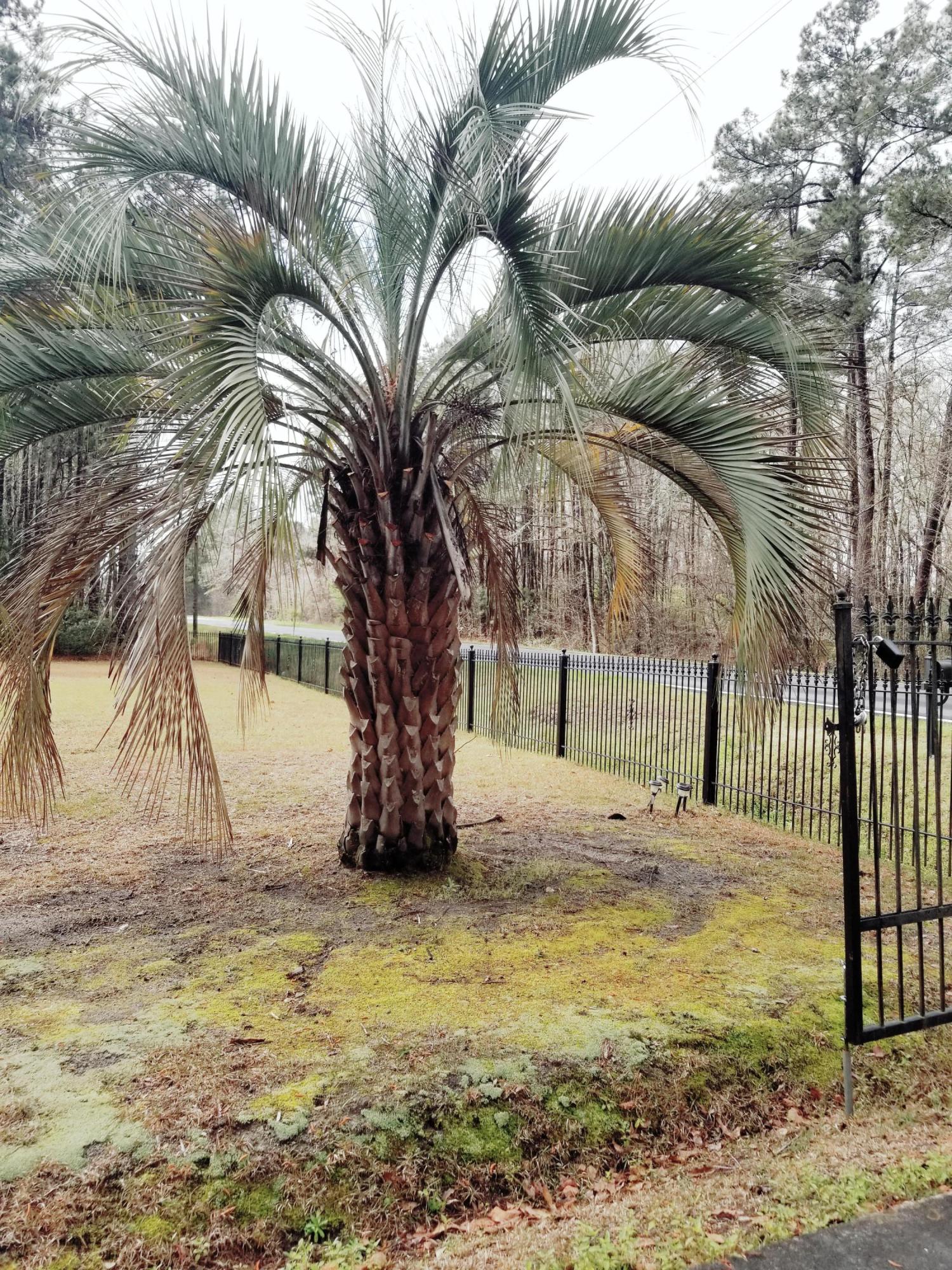 23938 Low Country Highway Ruffin, SC 29475 - Photo 21 of 33 20180319_111032
