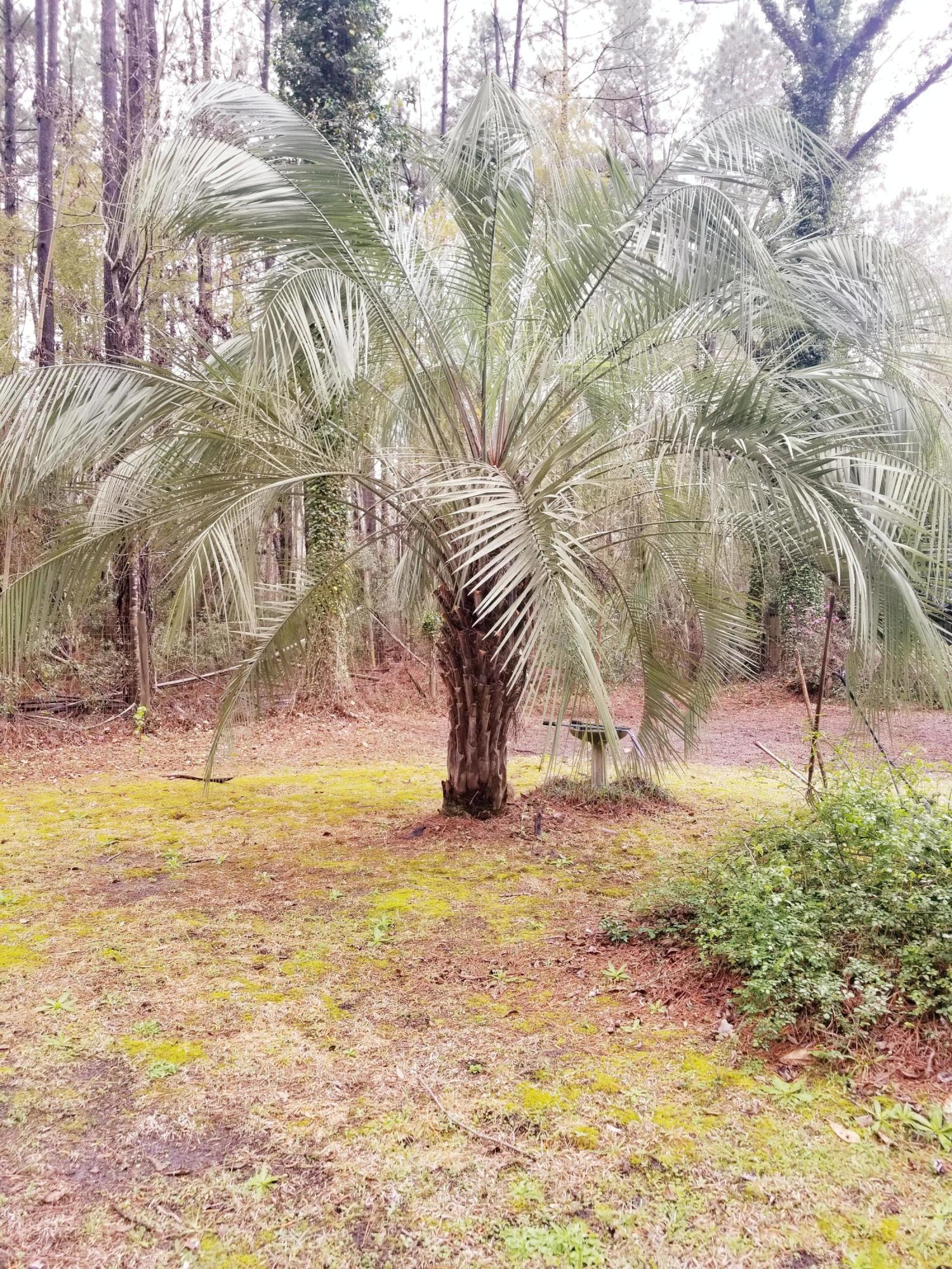 23938 Low Country Highway Ruffin, SC 29475 - Photo 27 of 33 20180319_113943