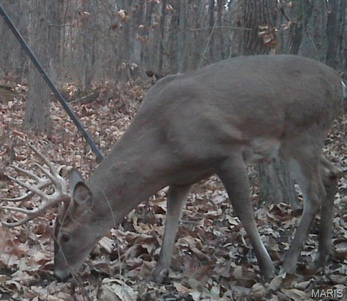 2921 Lazy Acre Road Odin, IL 62870 - Photo 36 of 46