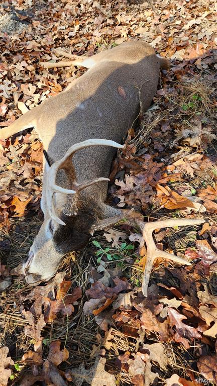 2921 Lazy Acre Road Odin, IL 62870 - Photo 41 of 42