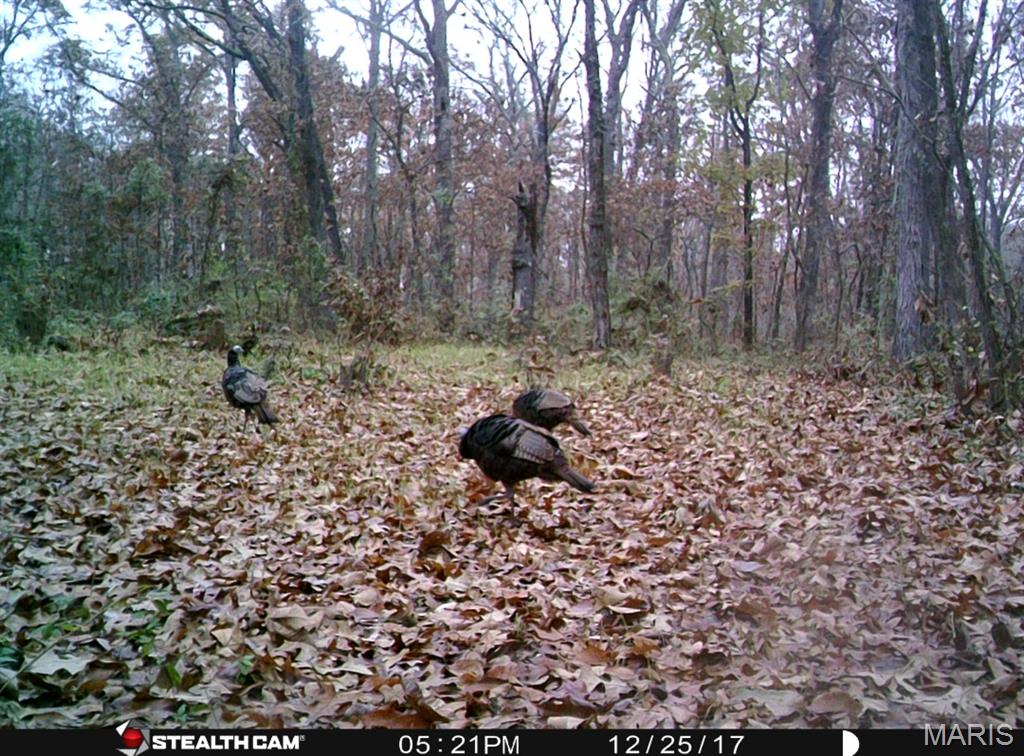 2921 Lazy Acre Road Odin, IL 62870 - Photo 42 of 42