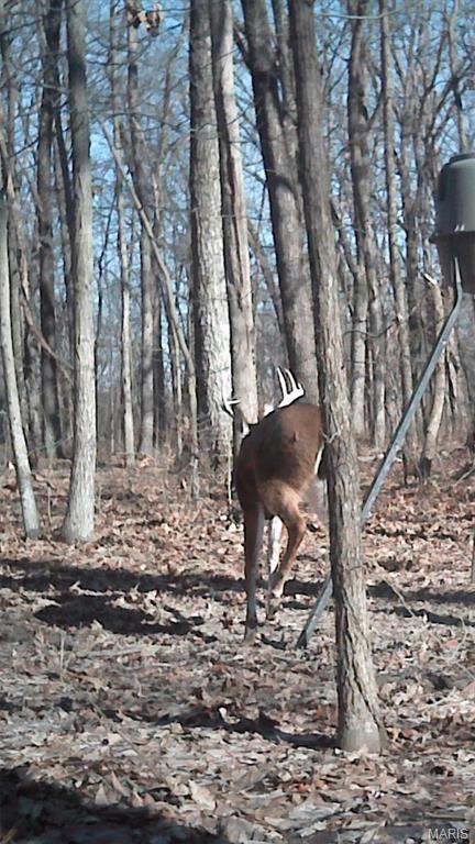 2921 Lazy Acre Road Odin, IL 62870 - Photo 43 of 46