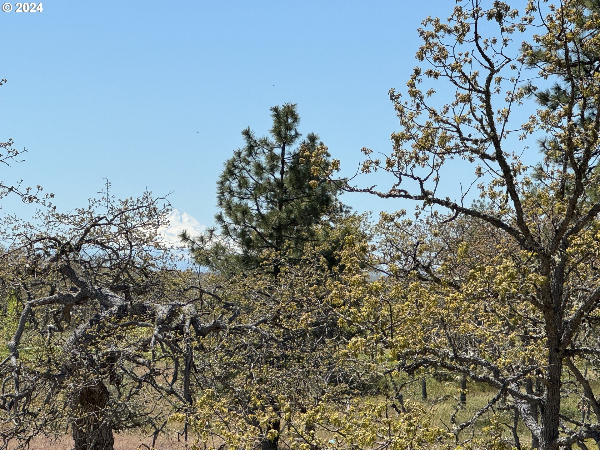 0 D Pine Road Goldendale, WA 98620 - Photo 4 of 24 Gallery Image 4
