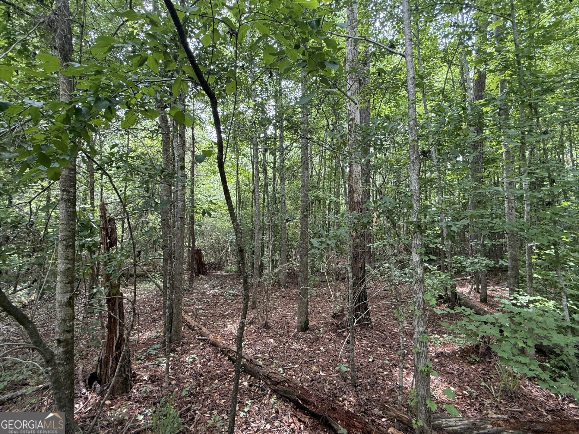 50 Harvest Road Coleman, GA 39836 - Photo 12 of 37 a view of a forest with trees in the background