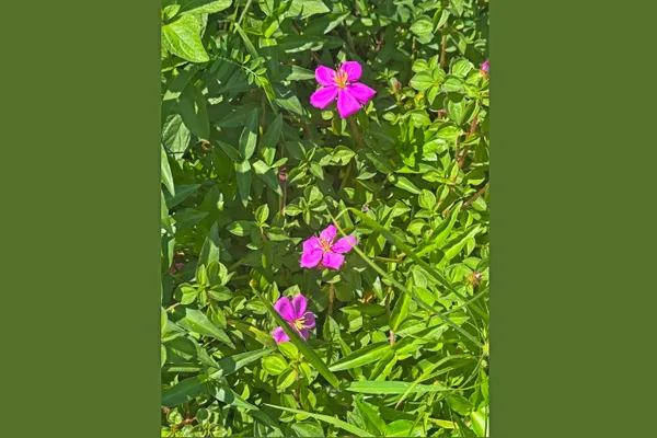 $22,000 | 1516 Lot, Pahoa, HI 96778