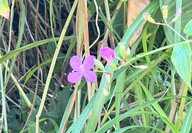 $22,000 | 1516 Lot, Pahoa, HI 96778