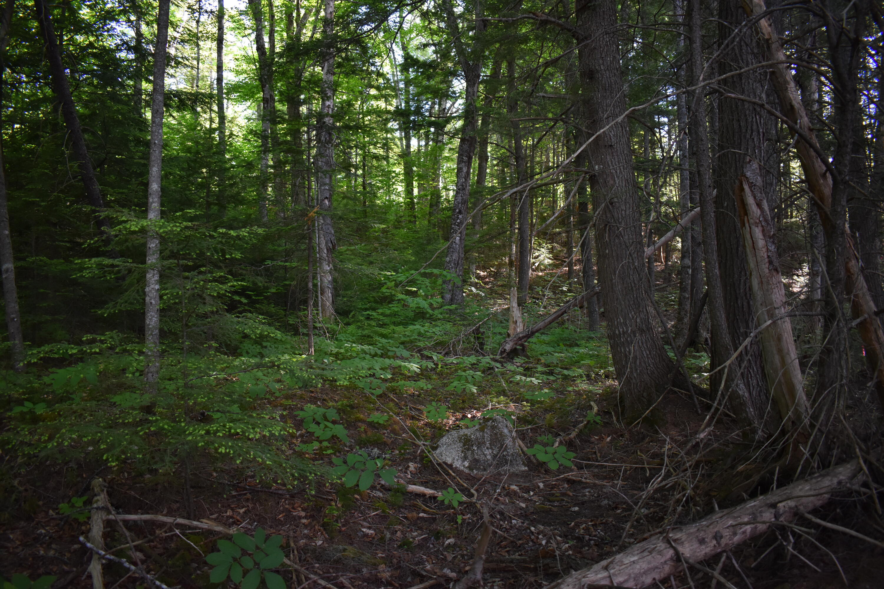 184 Dark Cove Road Weston, ME 04424 - Photo 3 of 24 DSC_0176
