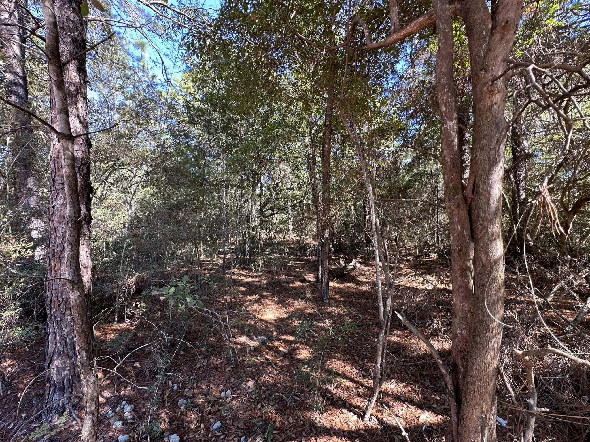 Parcel A Bear Head Road Crestview, FL 32539 - Photo 4 of 8 a view of forest
