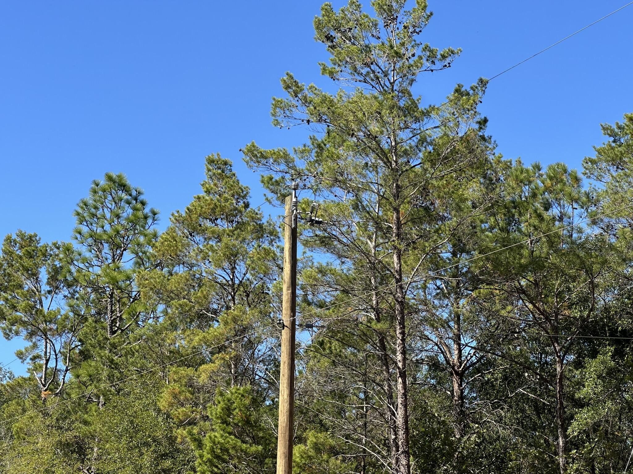 Parcel A Bear Head Road Crestview, FL 32539 - Photo 8 of 8 a view of a tree