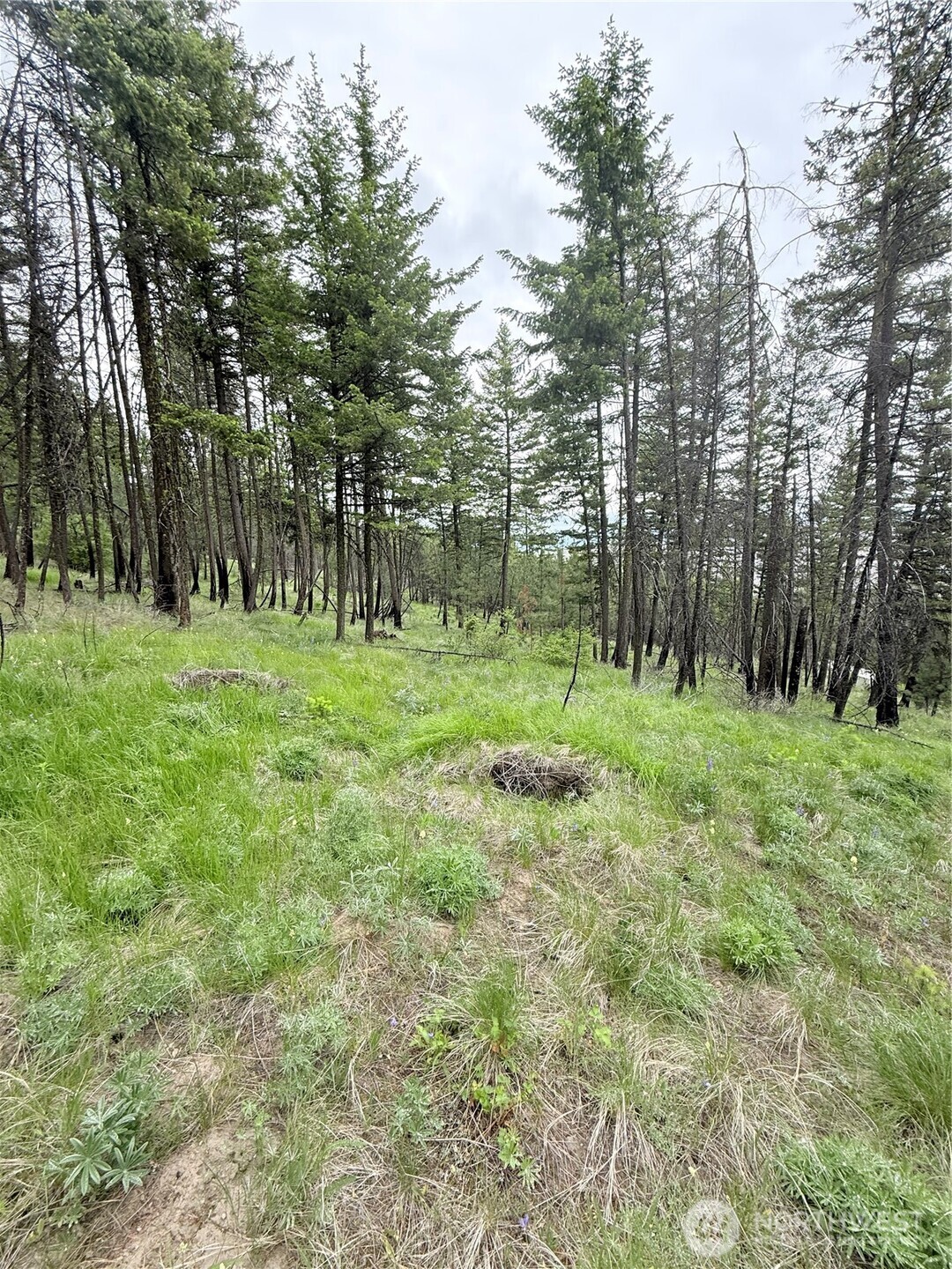 0 Broken Spoke Road Tonasket, WA 98855 - Photo 21 of 39 a big yard with lots of green space and deers