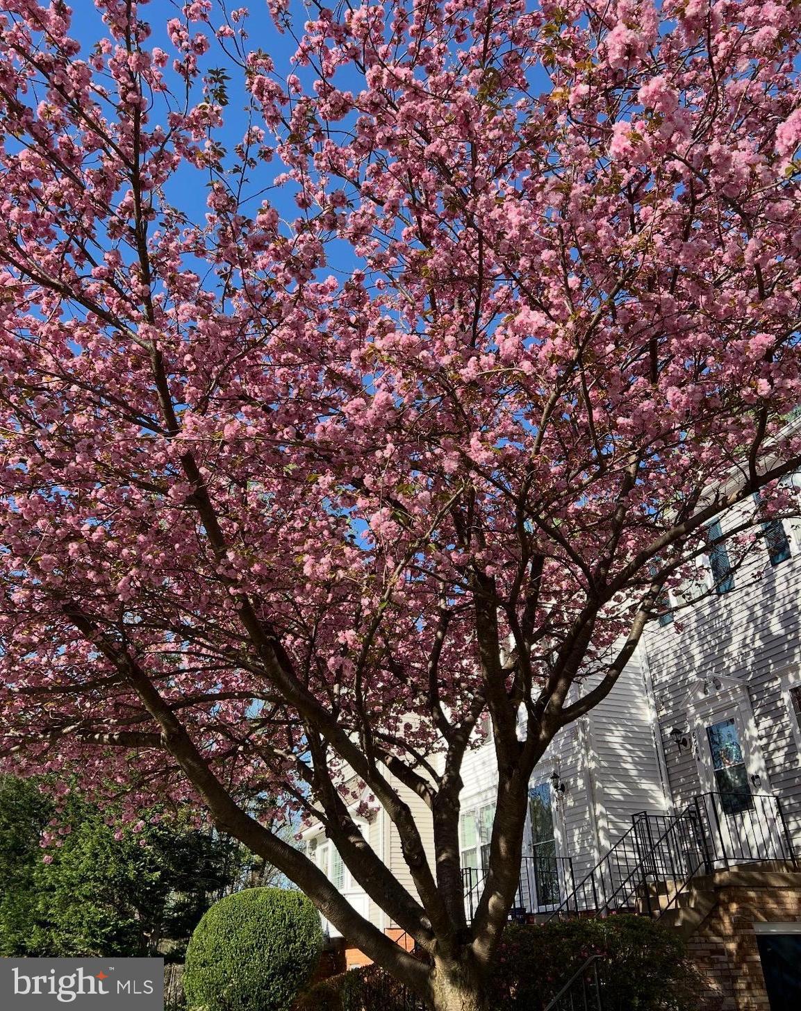 6064 Old Landing Way Burke, VA 22015 - Photo 34 of 38 a picture of tree