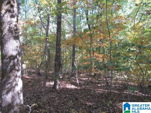 0 Avery Road Oneonta, AL 35121 - Photo 15 of 16