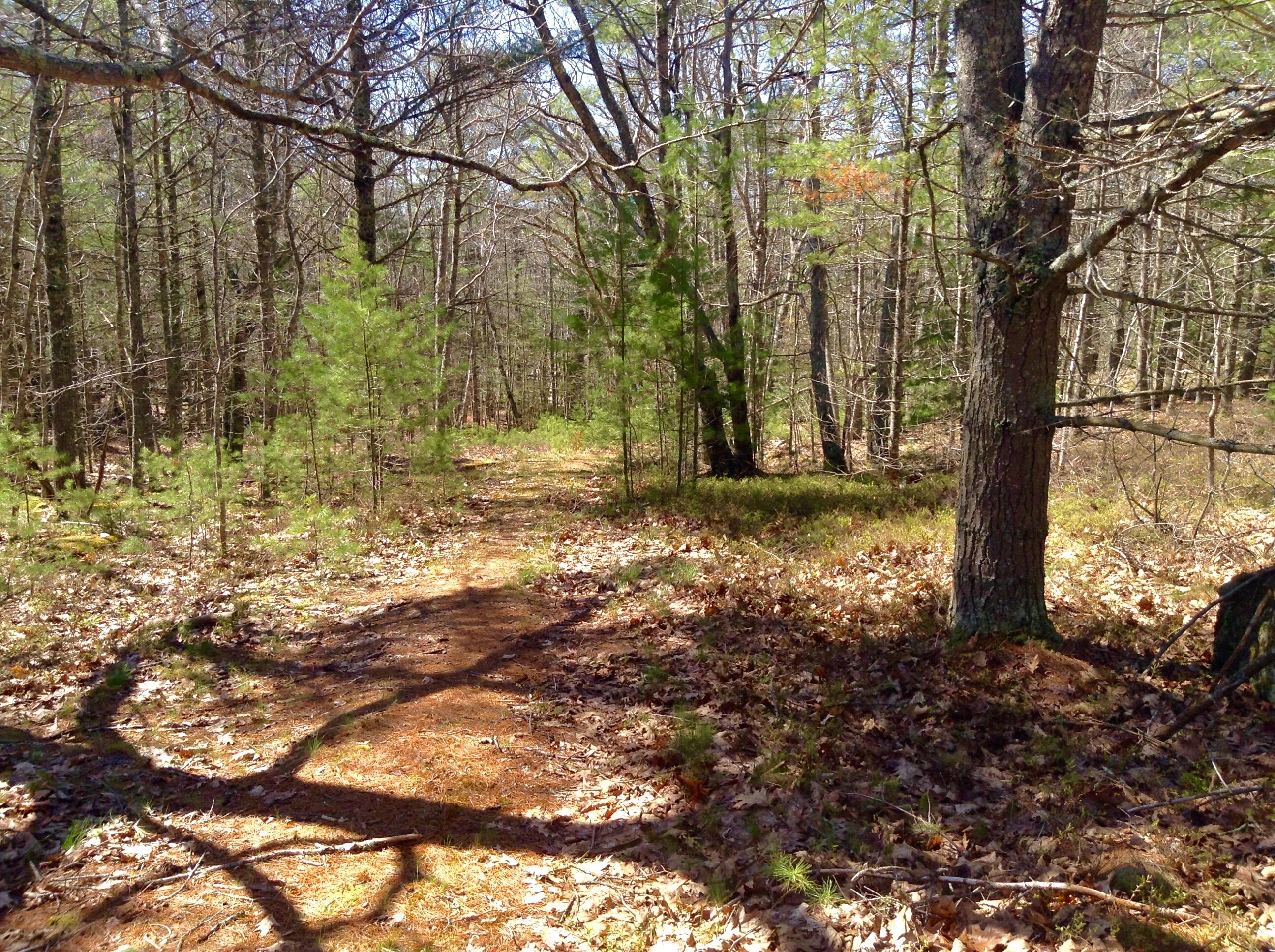 5 Narrows Way Georgetown, ME 04548 - Photo 11 of 29 Road thru the property