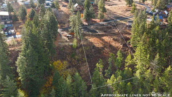 a view of a forest with large trees