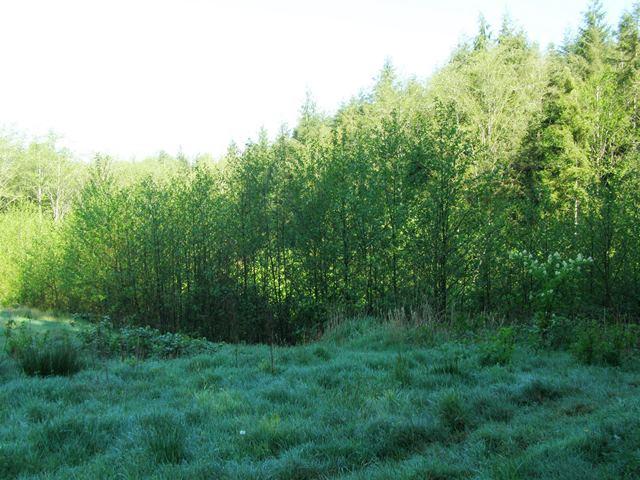 Tl#605 Latimer Road North Tillamook, OR 97141 - Photo 20 of 28 P5021236