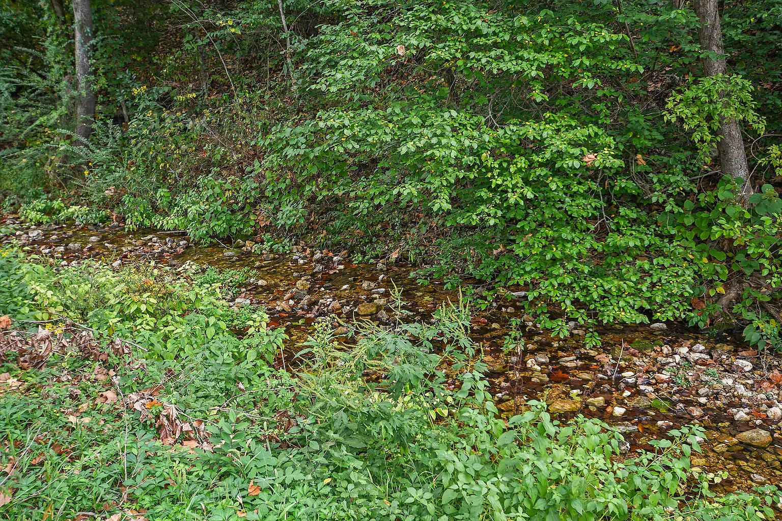 1234 Peace In Valley Road Blue Eye, MO 65611 - Photo 19 of 21 Year round creek