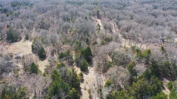 a view of a forest with lots of trees