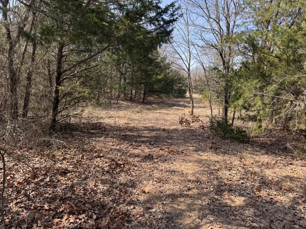 6484 Highway 56 Bells, TX 75414 - Photo 22 of 38 a view of a yard with trees