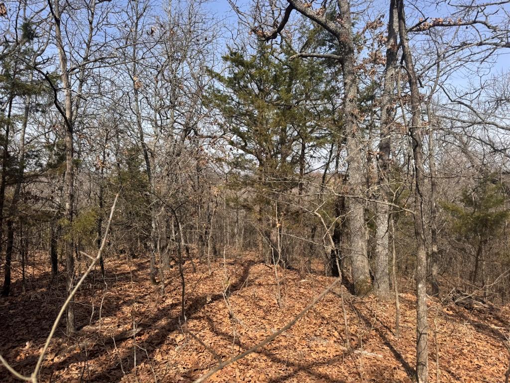 6484 Highway 56 Bells, TX 75414 - Photo 29 of 38 a view of a yard with a tree