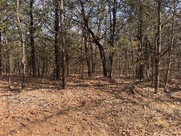a view of a forest with trees in the background