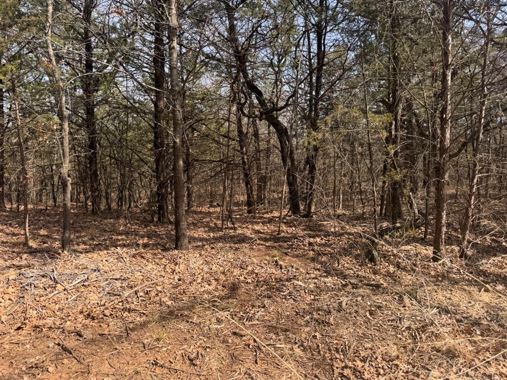 6484 Highway 56 Bells, TX 75414 - Photo 31 of 38 a view of a forest with trees in the background