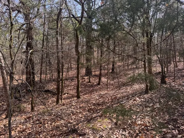 a view of a yard with a trees