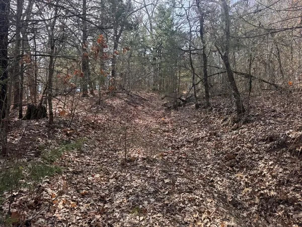a view of a forest with a tree