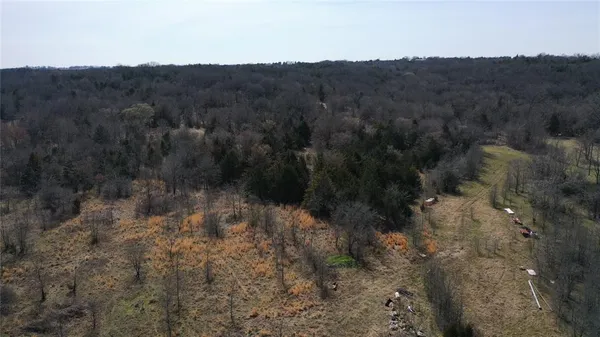 a view of a forest with trees in the background