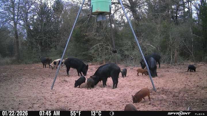 848 County Road 359 Gause, TX 77857 - Photo 49 of 50 a backyard of a house with table and chairs