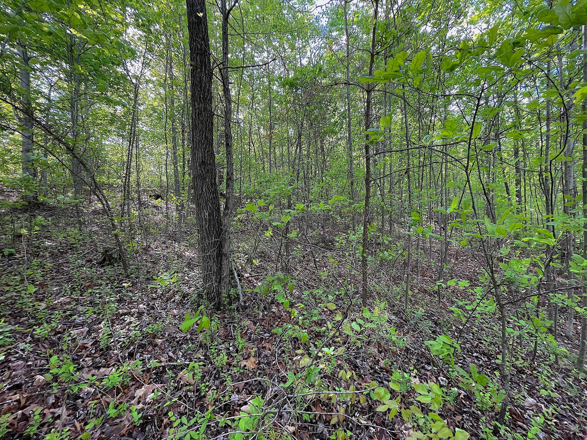 478 Hamilton Road Crown City, OH 45623 - Photo 11 of 29 IMG_0913