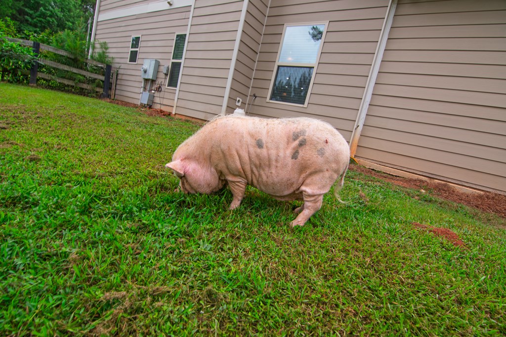 306 Voorhees Road Hamilton, GA 31811 - Photo 89 of 100 Gallery Image 89