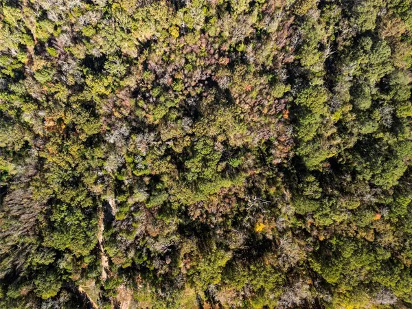 a view of a tree
