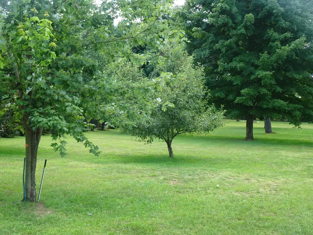a view of field with trees