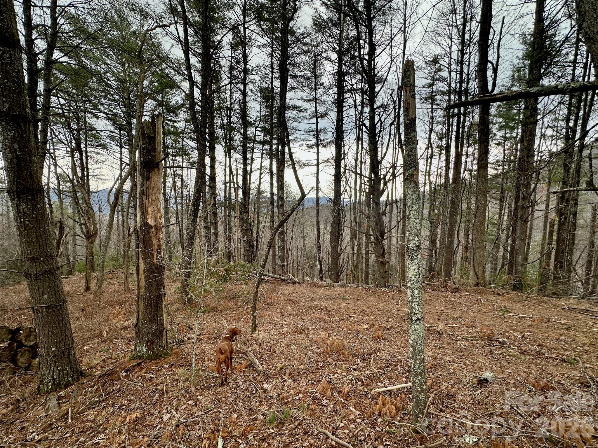 Tbd Mantera Ridge Sugar Grove, NC 28679 - Photo 5 of 16 a backyard of a house with lots of tall trees