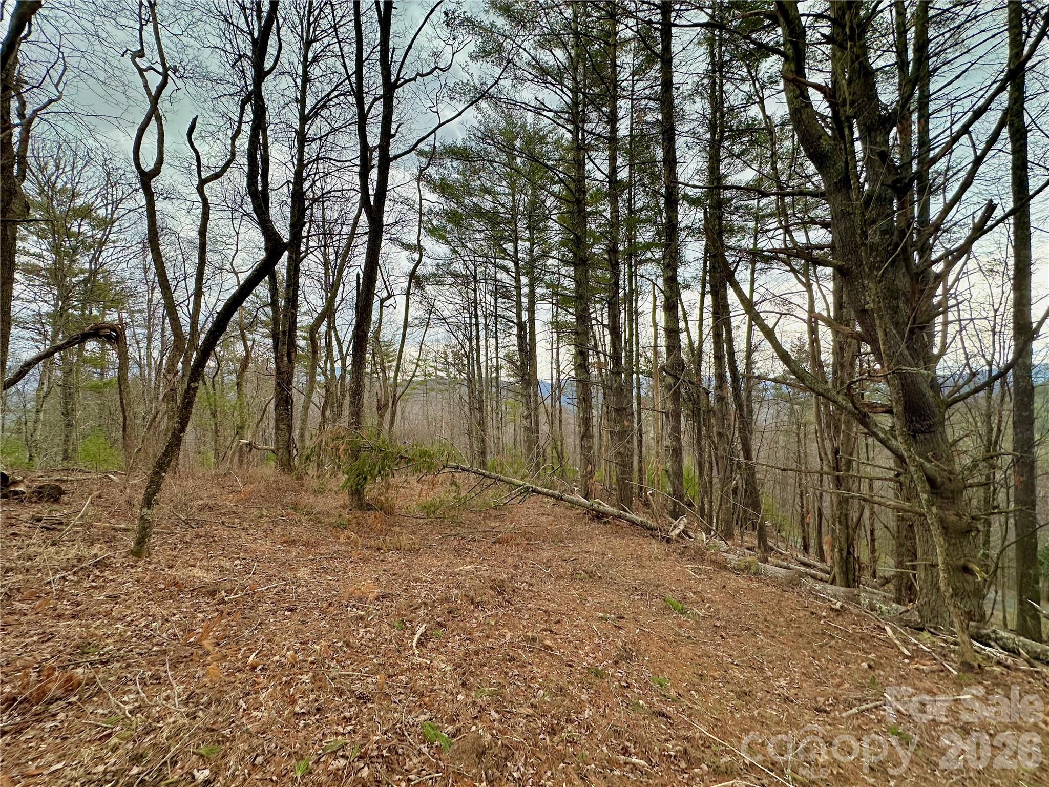 Tbd Mantera Ridge Sugar Grove, NC 28679 - Photo 6 of 16 a view of backyard with large trees