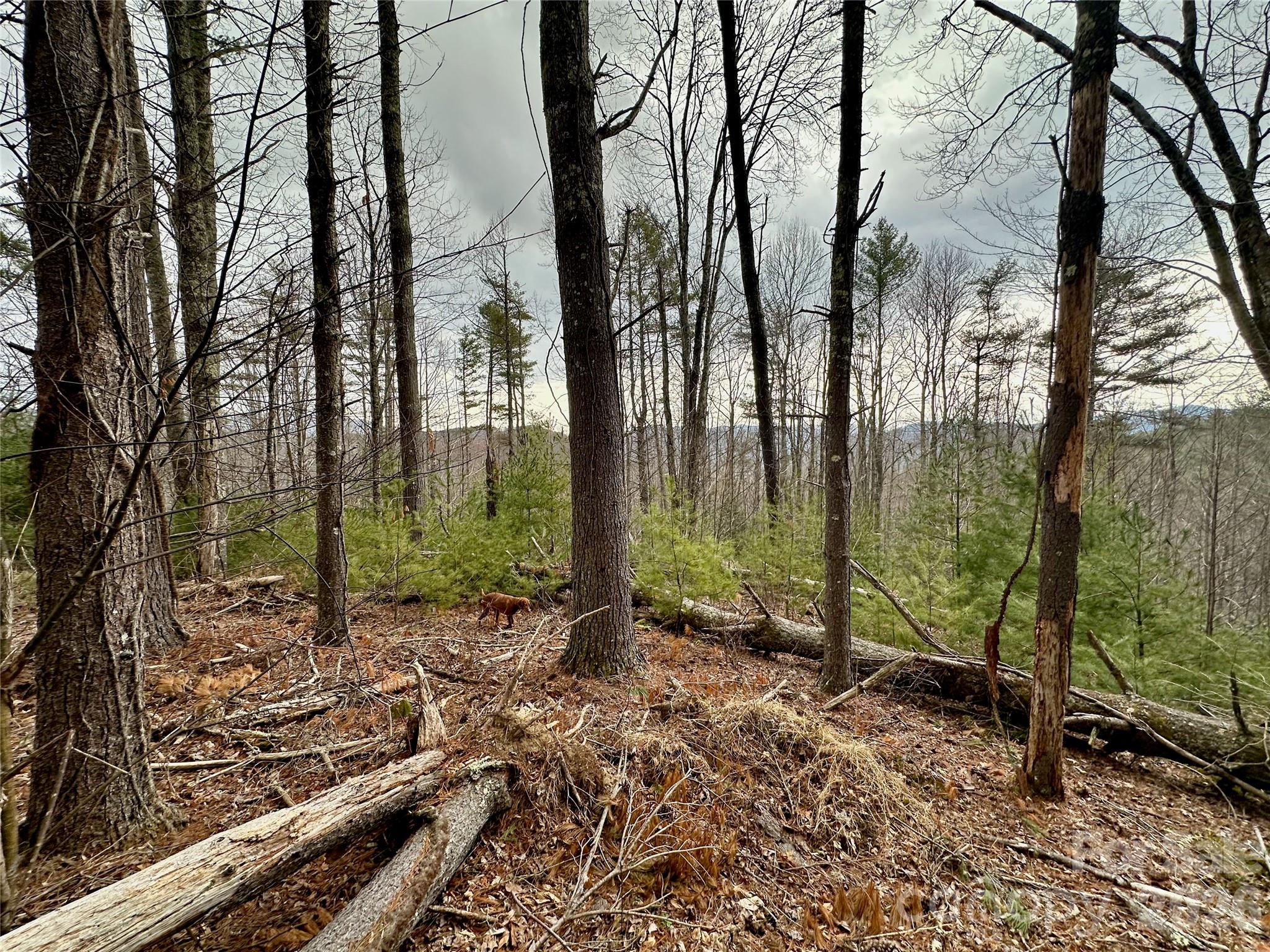 Tbd Mantera Ridge Sugar Grove, NC 28679 - Photo 8 of 16 a view of a forest filled with trees