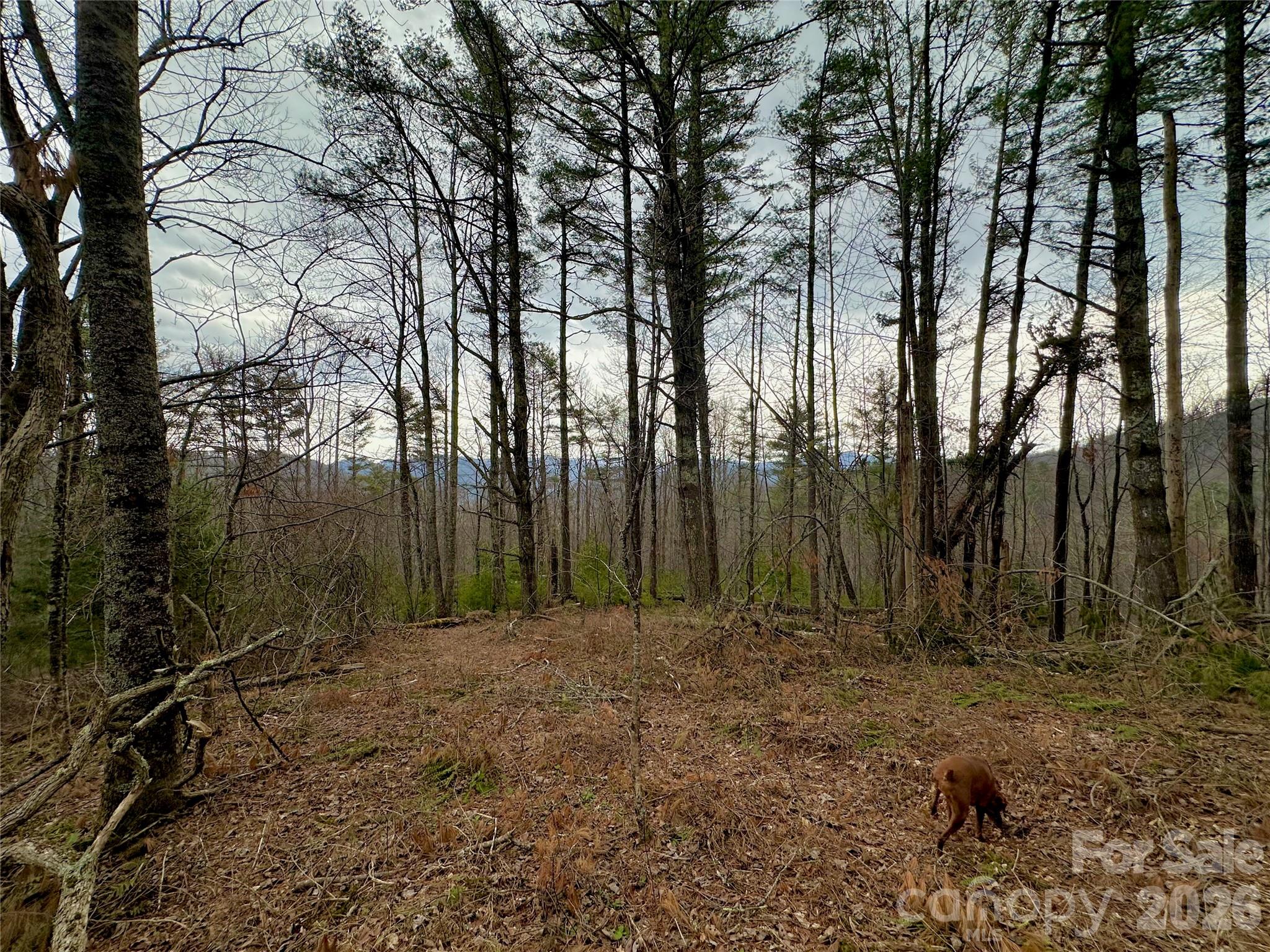 Tbd Mantera Ridge Sugar Grove, NC 28679 - Photo 9 of 16 a view of outdoor space with trees