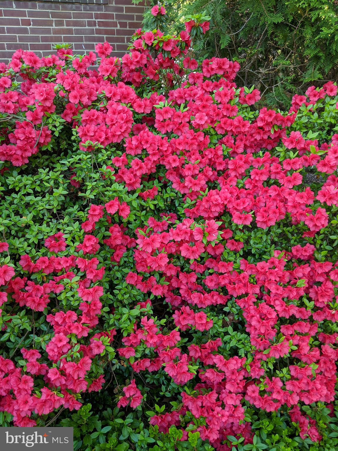 10006 Markham Street Silver Spring, MD 20901 - Photo 36 of 36 Gorgeous Azaleas