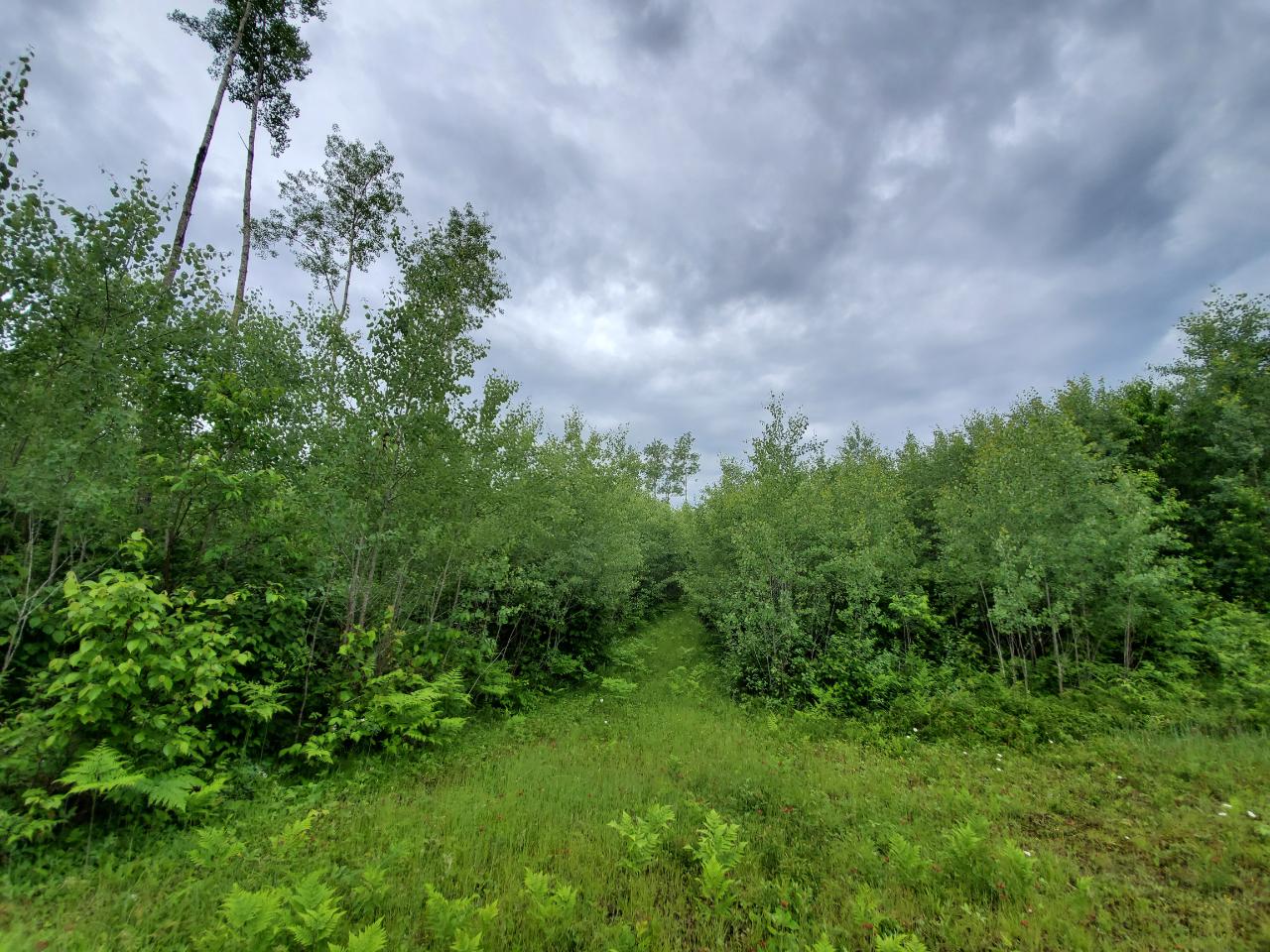 20-ac Lakewood Road Harshaw, WI 54529 - Photo 6 of 9 Gallery Image 6