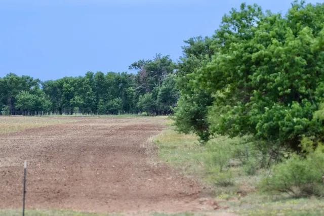 a view of a field with trees in background