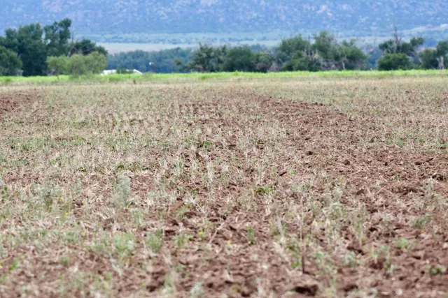 a view of a lush green field