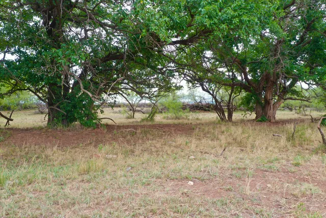 a view of outdoor space with trees