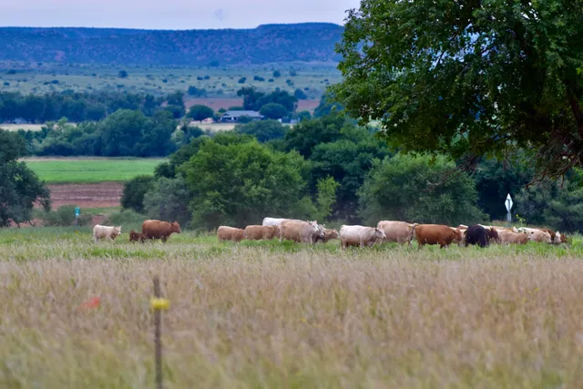 a view of a lush green field