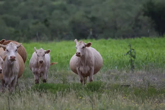 $548,175 | 11502 Highway 86, Quitaque, TX 79255