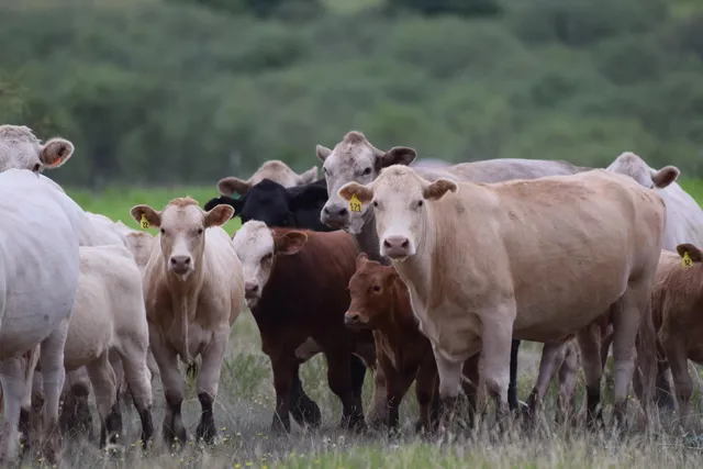 $548,175 | 11502 Highway 86, Quitaque, TX 79255