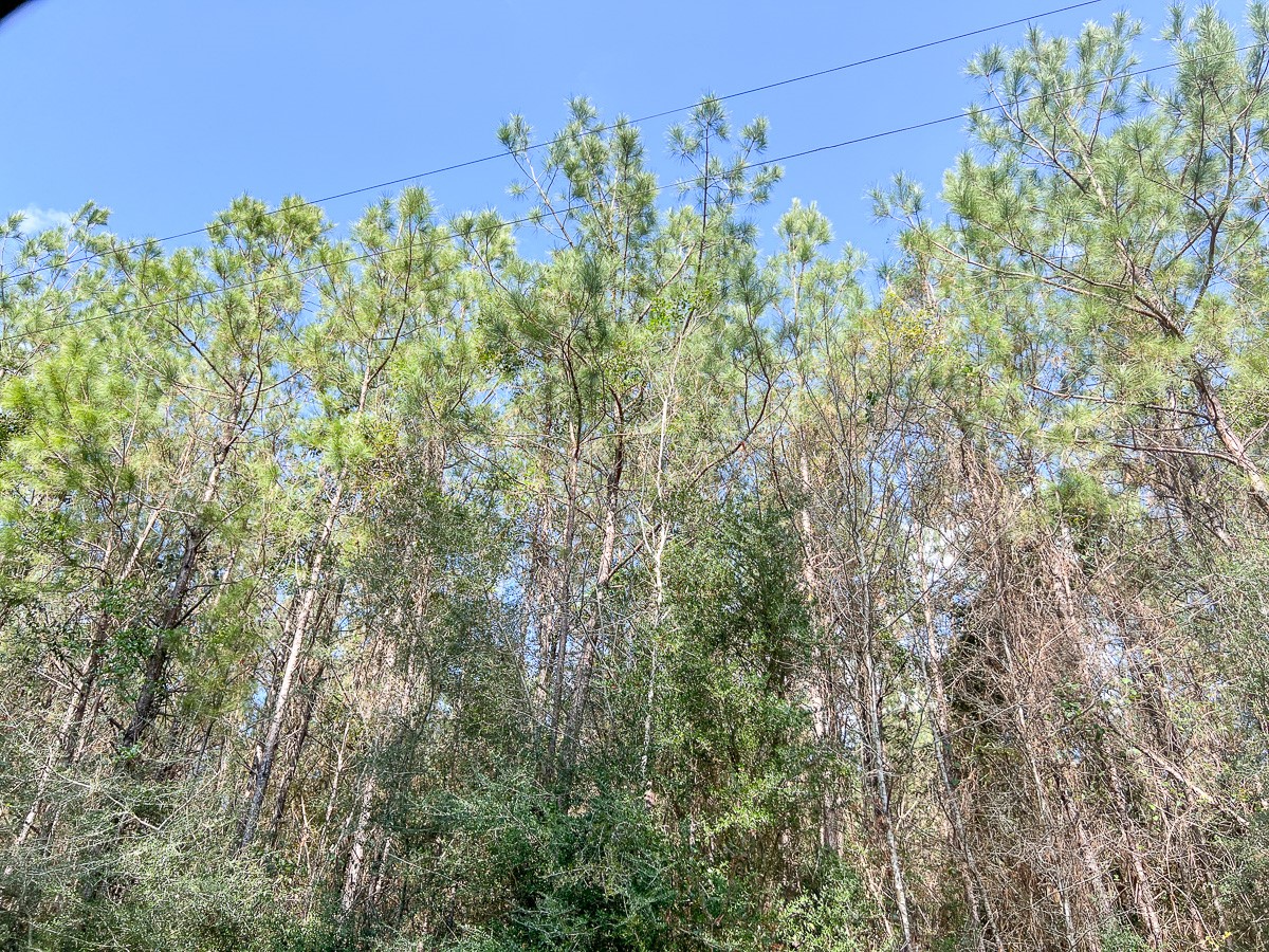 1 Laird Road Kountze, TX 77625 - Photo 2 of 7 a view of a bunch of trees
