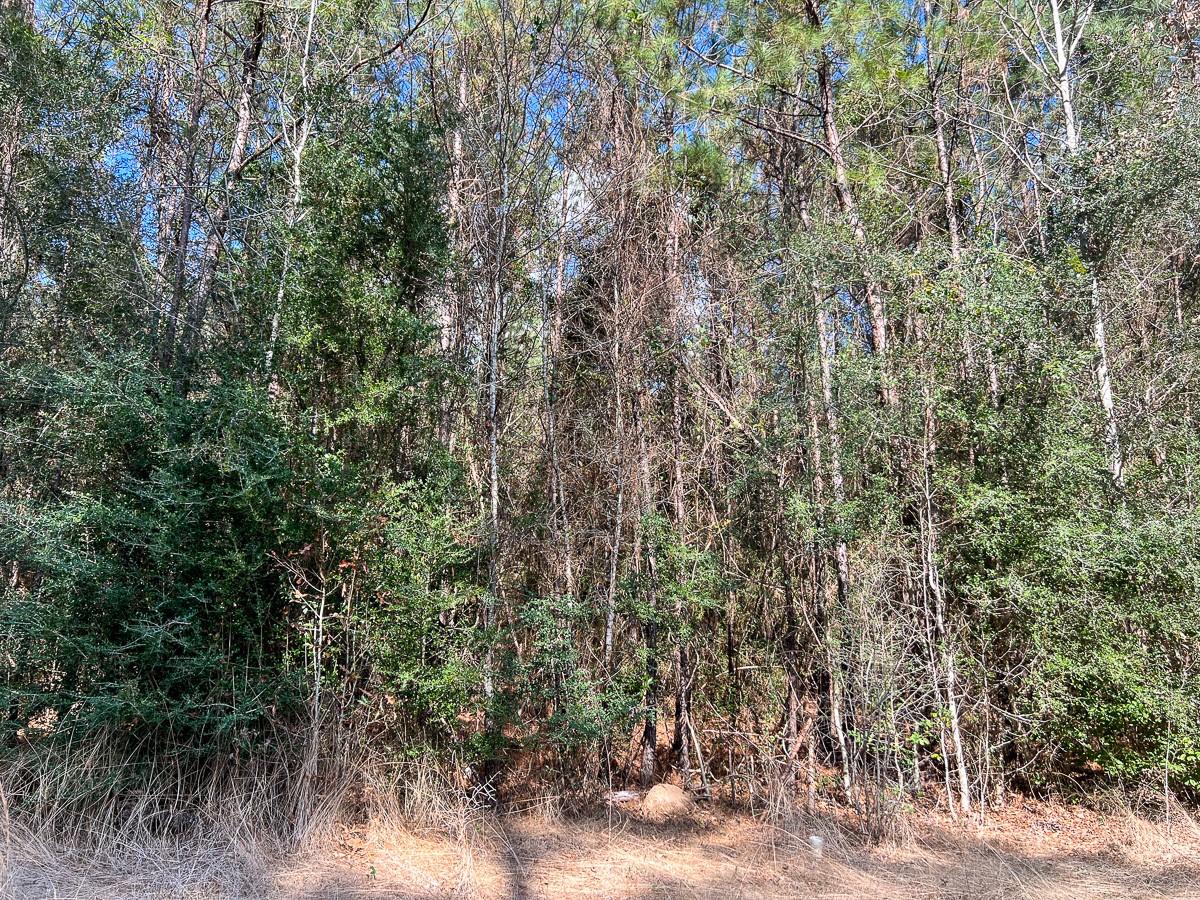 1 Laird Road Kountze, TX 77625 - Photo 3 of 7 a view of a forest with a tree