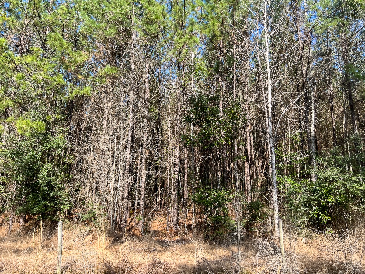 1 Laird Road Kountze, TX 77625 - Photo 4 of 7 a view of a yard