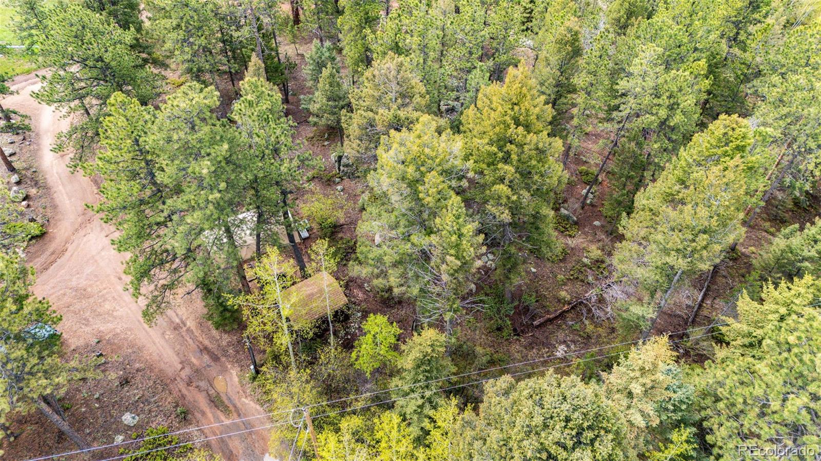 12346 Bear Haven Road Conifer, CO 80433 - Photo 18 of 47 a view of a forest with a tree